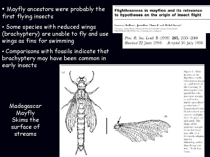  • Mayfly ancestors were probably the first flying insects • Some species with