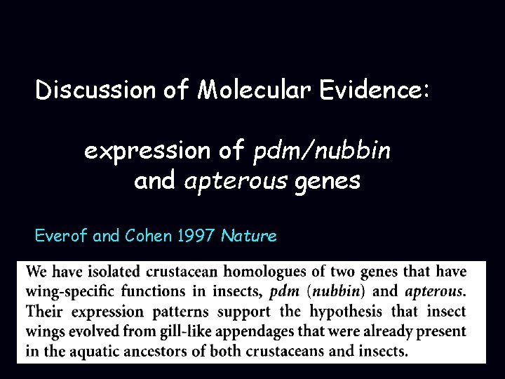 Discussion of Molecular Evidence: expression of pdm/nubbin and apterous genes Everof and Cohen 1997