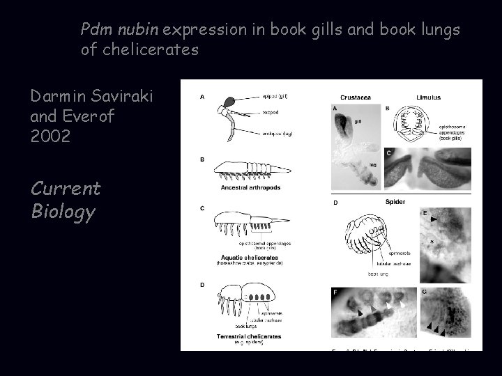 Pdm nubin expression in book gills and book lungs of chelicerates Darmin Saviraki and