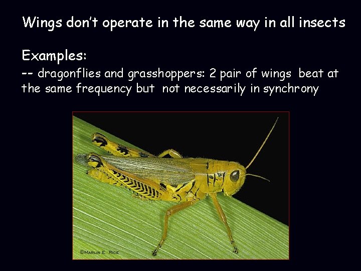Wings don’t operate in the same way in all insects Examples: -- dragonflies and