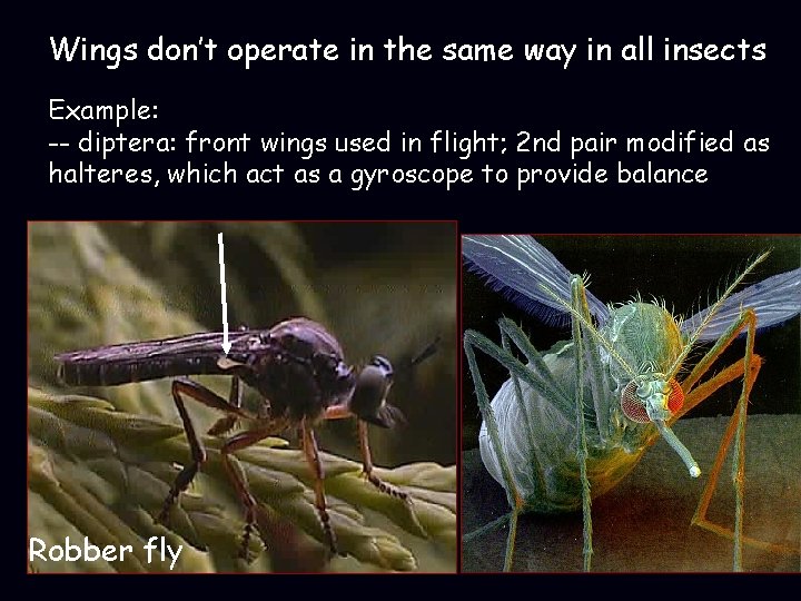 Wings don’t operate in the same way in all insects Example: -- diptera: front