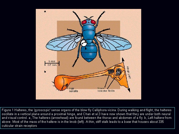Figure 1 Halteres, the 'gyroscopic' sense organs of the blow fly Calliphora vicina. During