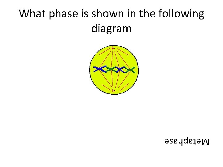 What phase is shown in the following diagram Metaphase 