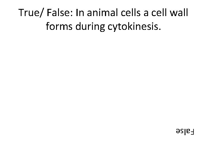 True/ False: In animal cells a cell wall forms during cytokinesis. False 