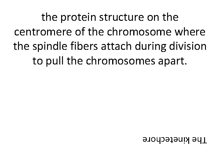 the protein structure on the centromere of the chromosome where the spindle fibers attach