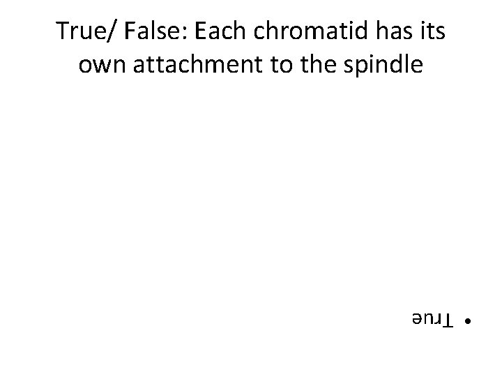 True/ False: Each chromatid has its own attachment to the spindle • True 