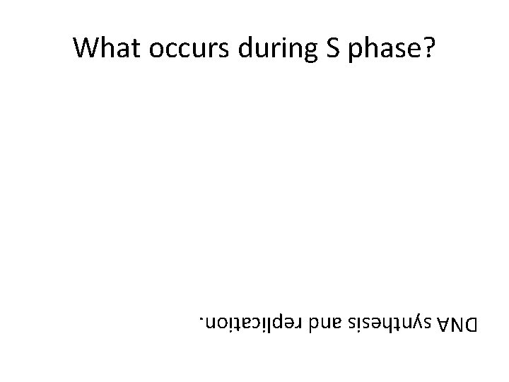 DNA synthesis and replication. What occurs during S phase? 