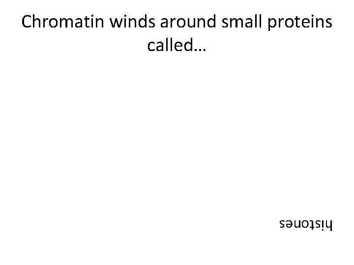 Chromatin winds around small proteins called… histones 