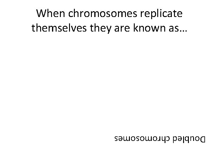 When chromosomes replicate themselves they are known as… Doubled chromosomes 