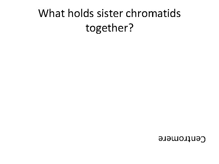 What holds sister chromatids together? Centromere 