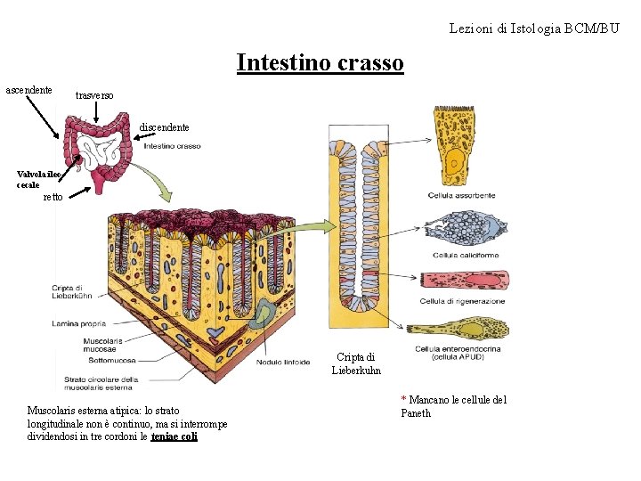 Lezioni di Istologia BCM/BU Intestino crasso ascendente trasverso discendente Valvola ileocecale retto Cripta di