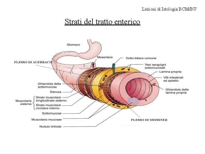 Lezioni di Istologia BCM/BU Strati del tratto enterico 