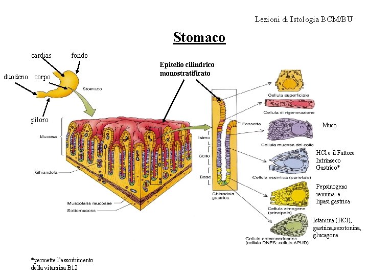 Lezioni di Istologia BCM/BU Stomaco cardias fondo duodeno corpo piloro Epitelio cilindrico monostratificato Muco