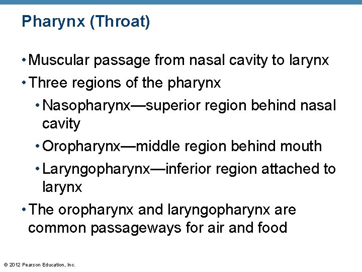 Pharynx (Throat) • Muscular passage from nasal cavity to larynx • Three regions of