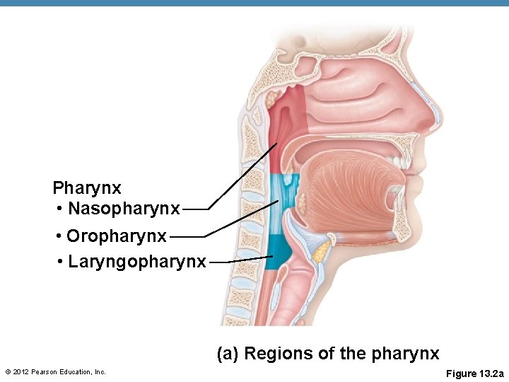 Pharynx • Nasopharynx • Oropharynx • Laryngopharynx (a) Regions of the pharynx © 2012