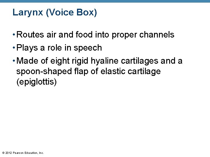 Larynx (Voice Box) • Routes air and food into proper channels • Plays a