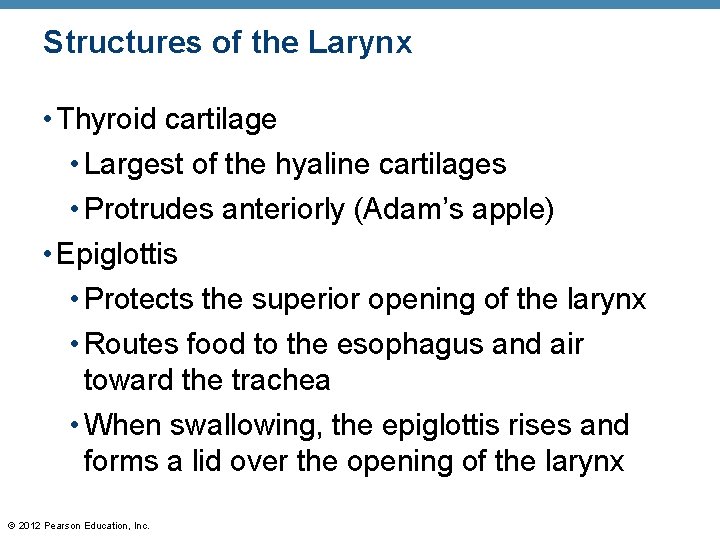 Structures of the Larynx • Thyroid cartilage • Largest of the hyaline cartilages •