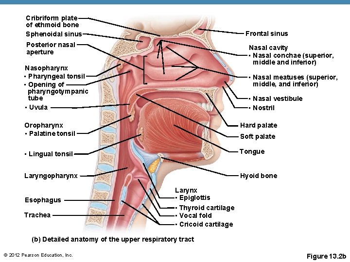 Cribriform plate of ethmoid bone Sphenoidal sinus Frontal sinus Posterior nasal aperture Nasal cavity