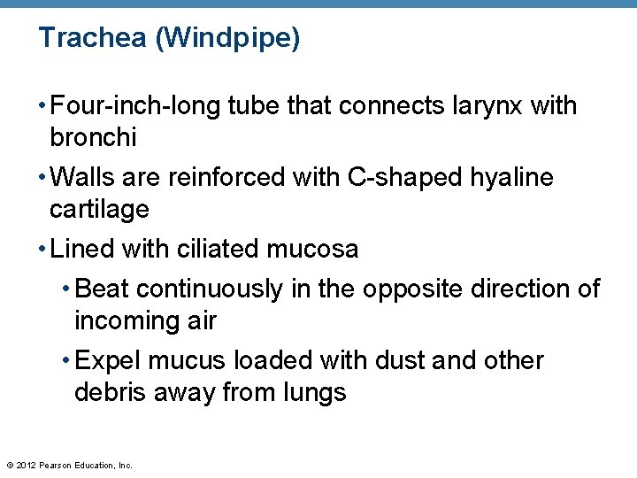 Trachea (Windpipe) • Four-inch-long tube that connects larynx with bronchi • Walls are reinforced