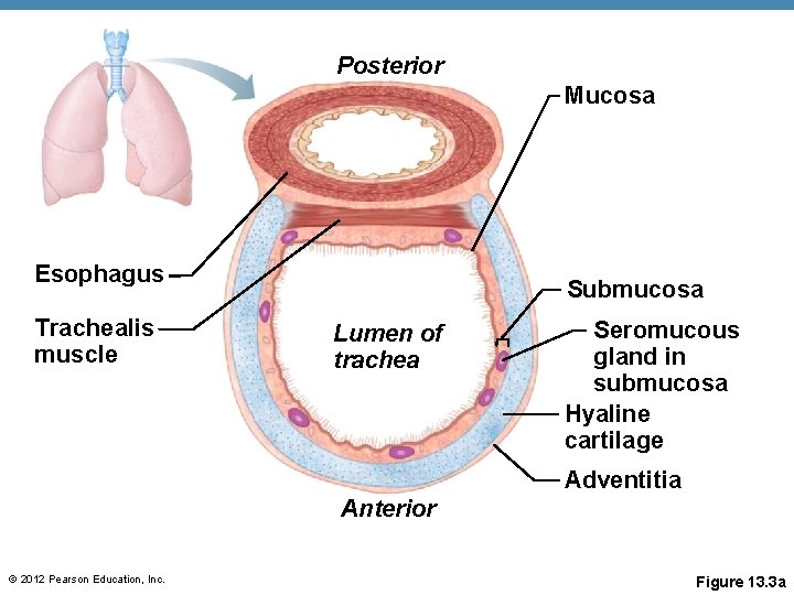 Posterior Mucosa Esophagus Trachealis muscle Submucosa Lumen of trachea Seromucous gland in submucosa Hyaline