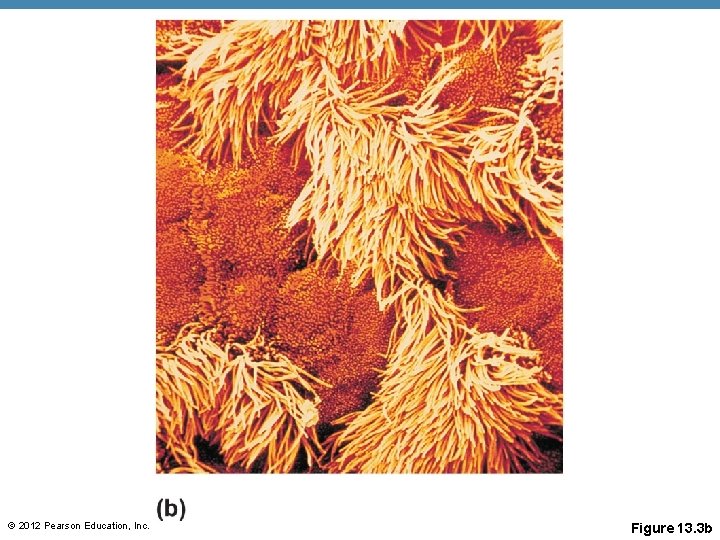 © 2012 Pearson Education, Inc. Figure 13. 3 b 