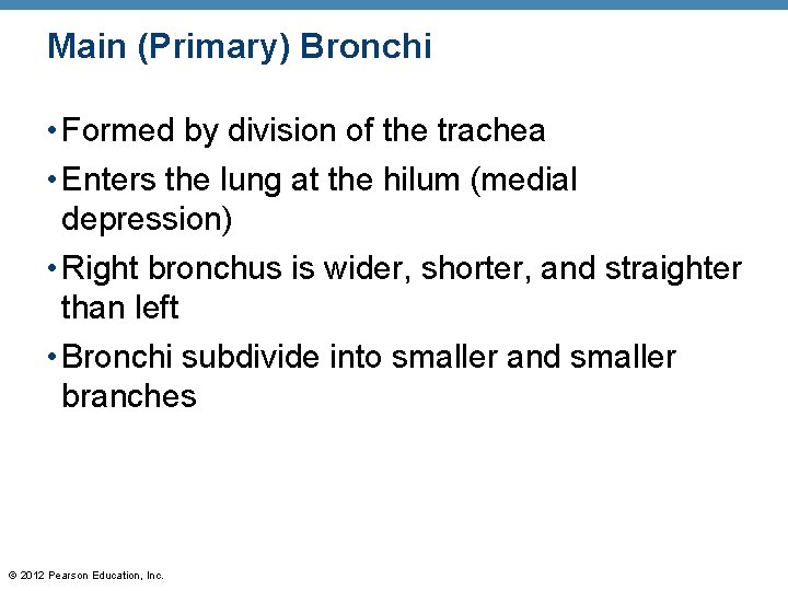 Main (Primary) Bronchi • Formed by division of the trachea • Enters the lung