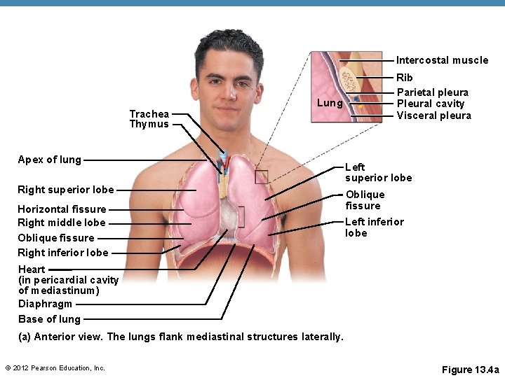 Intercostal muscle Trachea Thymus Rib Parietal pleura Pleural cavity Visceral pleura Lung Apex of