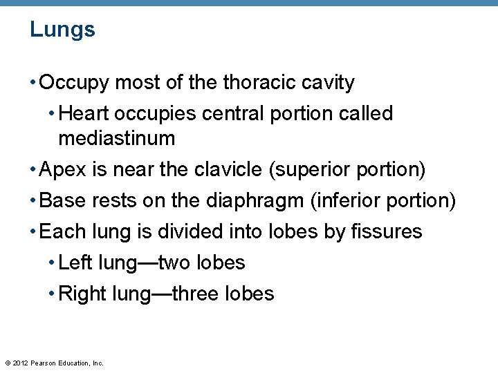 Lungs • Occupy most of the thoracic cavity • Heart occupies central portion called