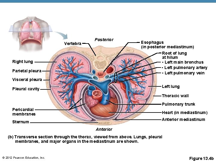 Vertebra Posterior Right lung Parietal pleura Esophagus (in posterior mediastinum) Root of lung at