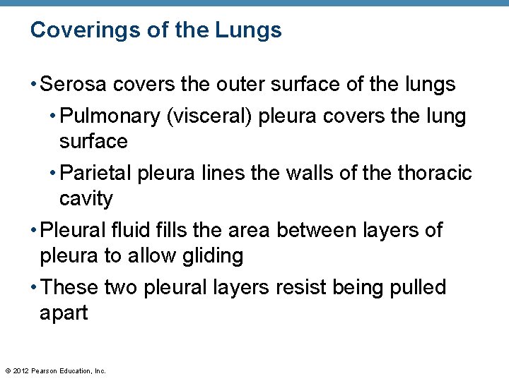 Coverings of the Lungs • Serosa covers the outer surface of the lungs •
