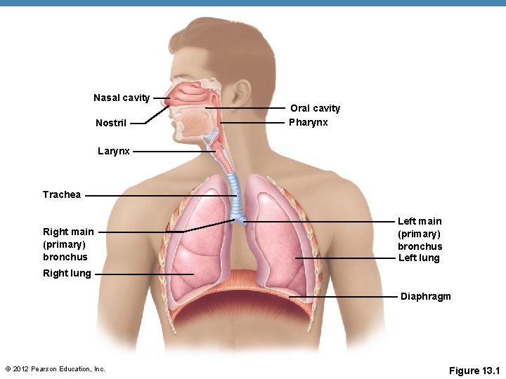 Nasal cavity Nostril Oral cavity Pharynx Larynx Trachea Right main (primary) bronchus Left lung