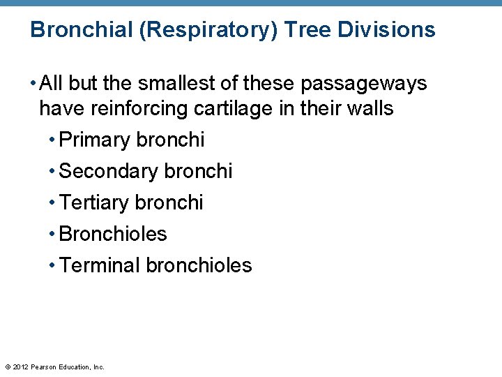 Bronchial (Respiratory) Tree Divisions • All but the smallest of these passageways have reinforcing