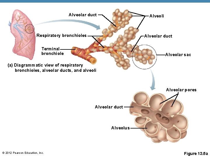 Alveolar duct Alveoli Respiratory bronchioles Alveolar duct Terminal bronchiole Alveolar sac (a) Diagrammatic view