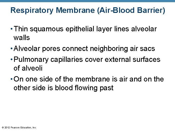 Respiratory Membrane (Air-Blood Barrier) • Thin squamous epithelial layer lines alveolar walls • Alveolar