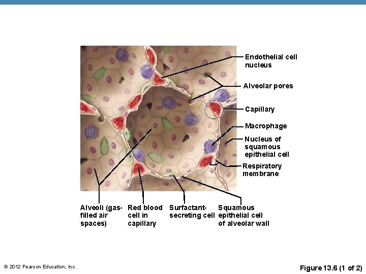 Endothelial cell nucleus Alveolar pores Capillary Macrophage Nucleus of squamous epithelial cell Respiratory membrane