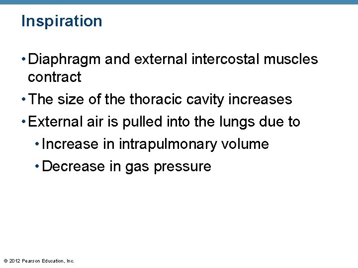 Inspiration • Diaphragm and external intercostal muscles contract • The size of the thoracic
