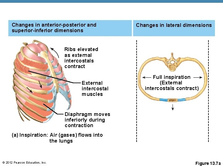 Changes in anterior-posterior and superior-inferior dimensions Changes in lateral dimensions Ribs elevated as external