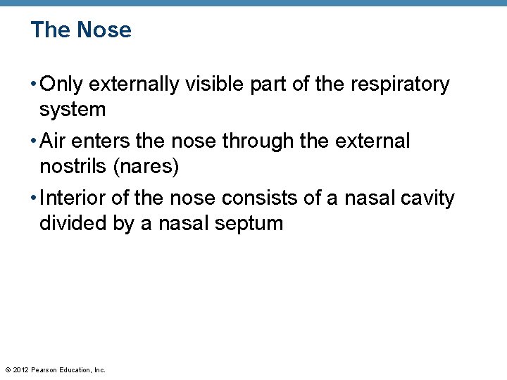 The Nose • Only externally visible part of the respiratory system • Air enters