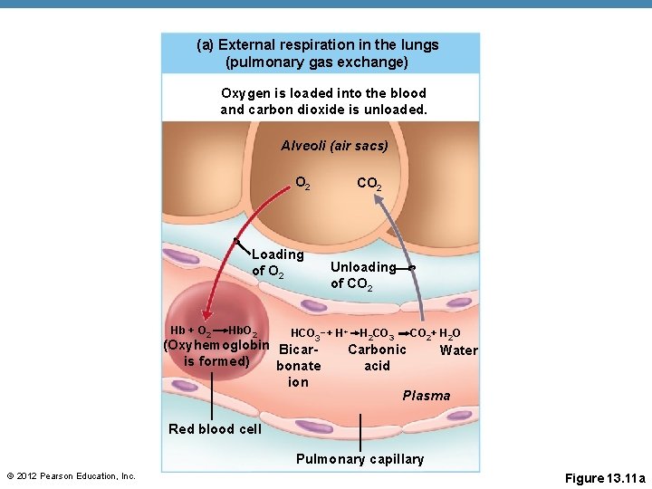 (a) External respiration in the lungs (pulmonary gas exchange) Oxygen is loaded into the