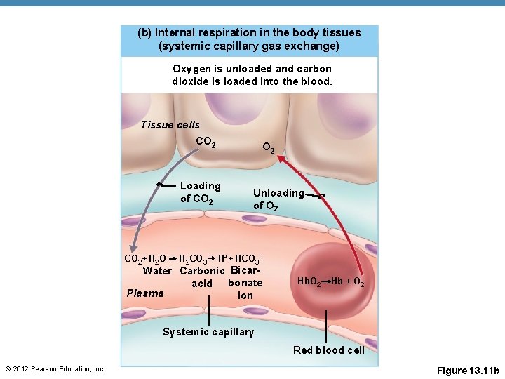 (b) Internal respiration in the body tissues (systemic capillary gas exchange) Oxygen is unloaded