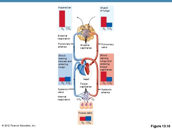 Inspired air: Alveoli of lungs: CO 2 O 2 CO 2 External respiration Pulmonary