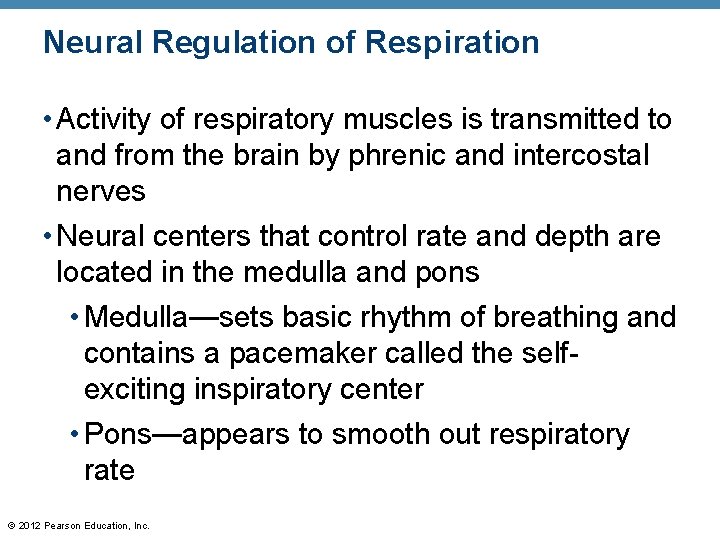 Neural Regulation of Respiration • Activity of respiratory muscles is transmitted to and from