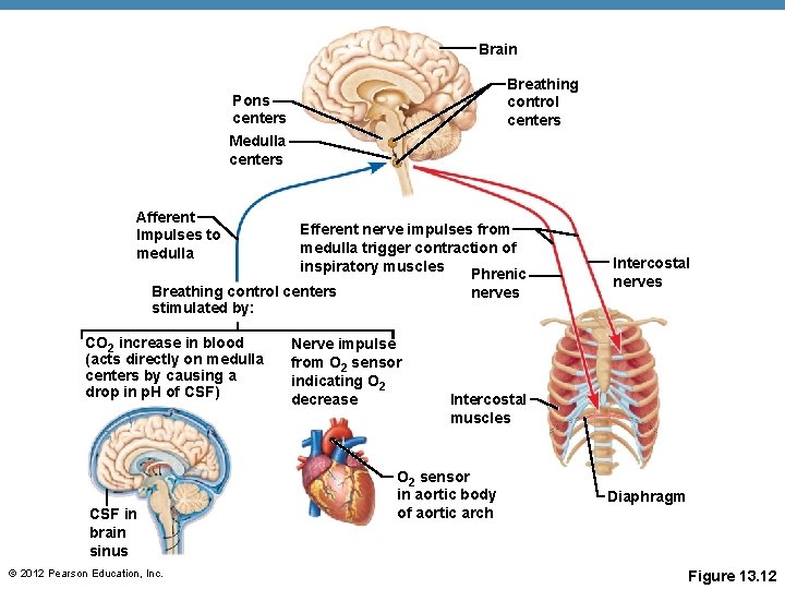 Brain Breathing control centers Pons centers Medulla centers Afferent Impulses to medulla Efferent nerve