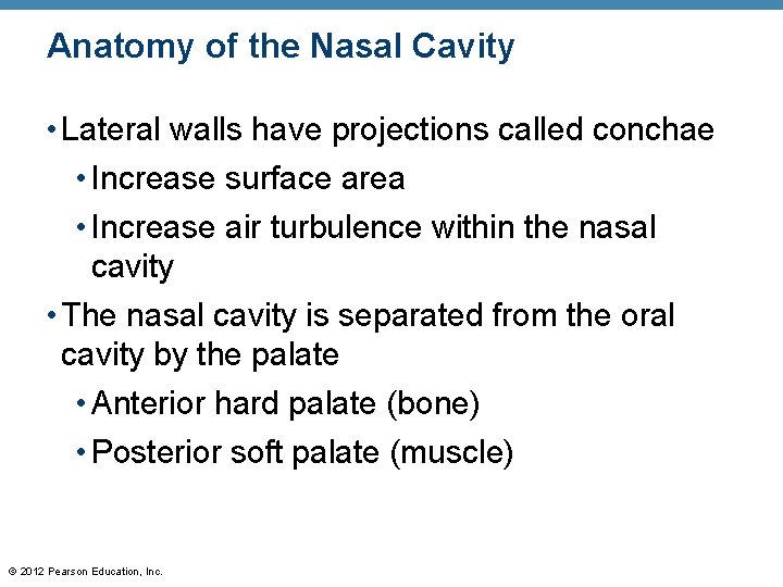 Anatomy of the Nasal Cavity • Lateral walls have projections called conchae • Increase