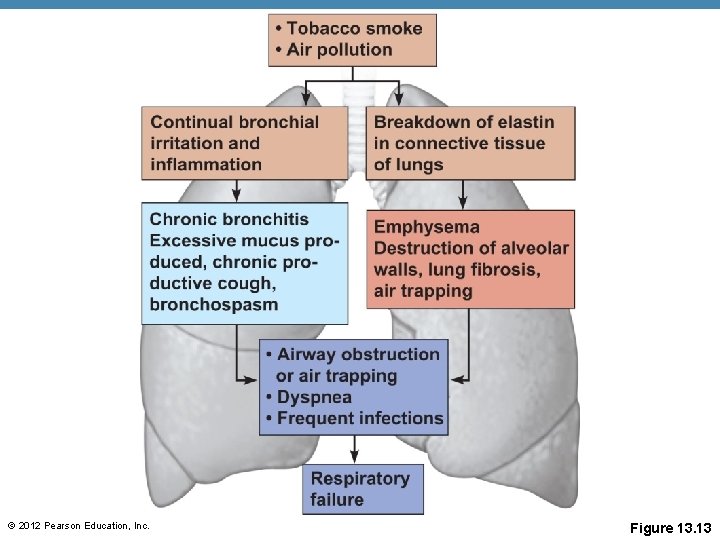 © 2012 Pearson Education, Inc. Figure 13. 13 