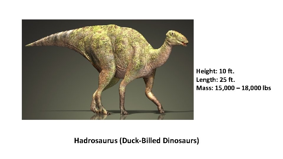 Height: 10 ft. Length: 25 ft. Mass: 15, 000 – 18, 000 lbs Hadrosaurus