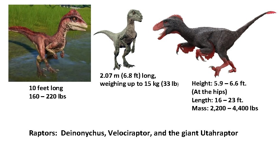 10 feet long 160 – 220 lbs 2. 07 m (6. 8 ft) long,