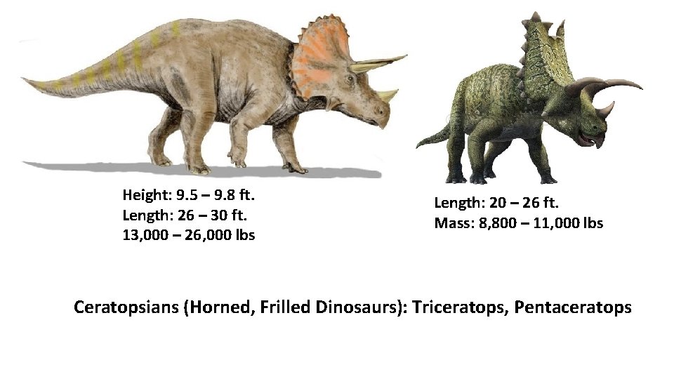 Height: 9. 5 – 9. 8 ft. Length: 26 – 30 ft. 13, 000