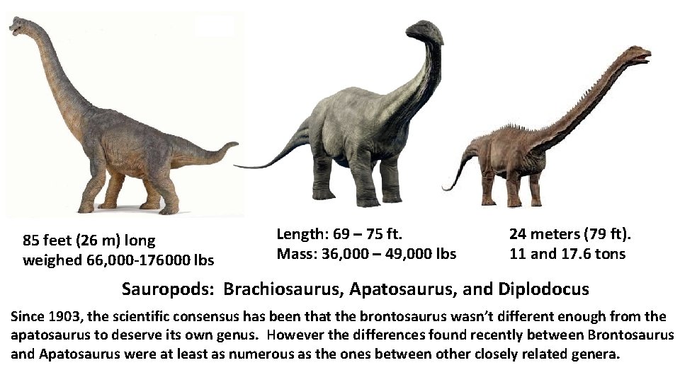 85 feet (26 m) long weighed 66, 000 -176000 lbs Length: 69 – 75
