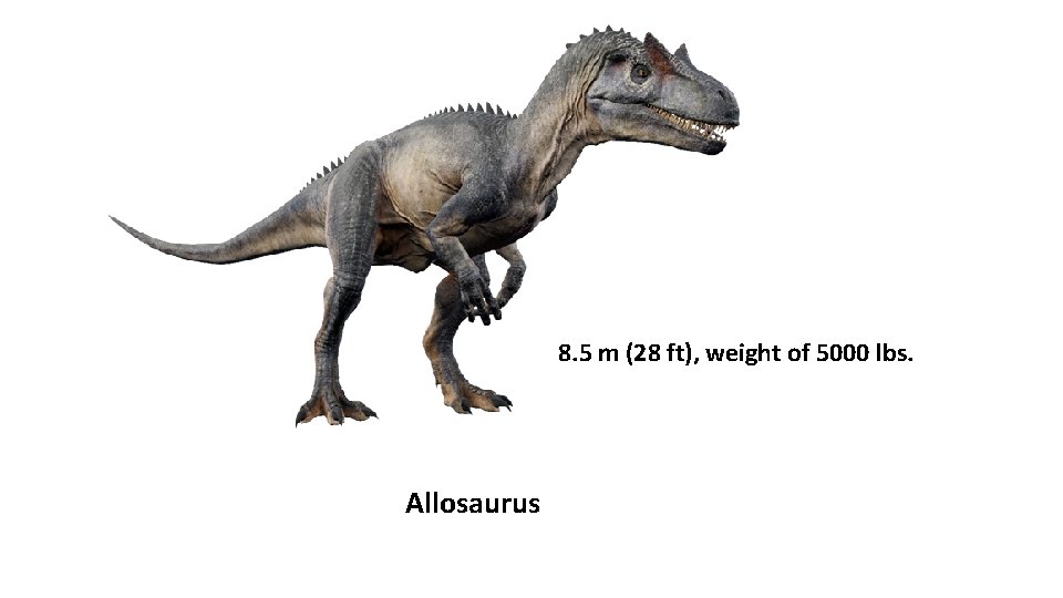 8. 5 m (28 ft), weight of 5000 lbs. Allosaurus 